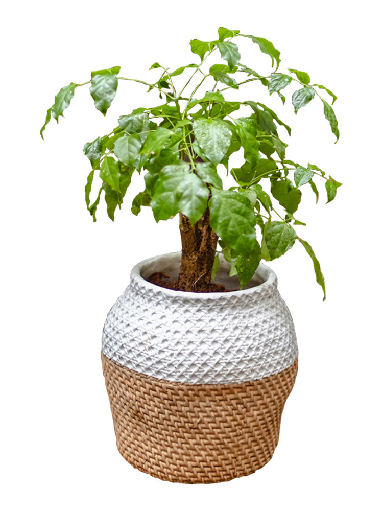 Clay Plant Pot With Rattan Design