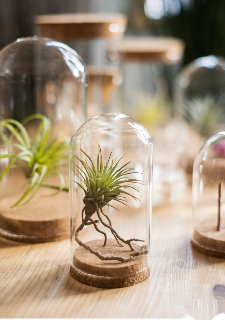 Dome Glass Display With Cork