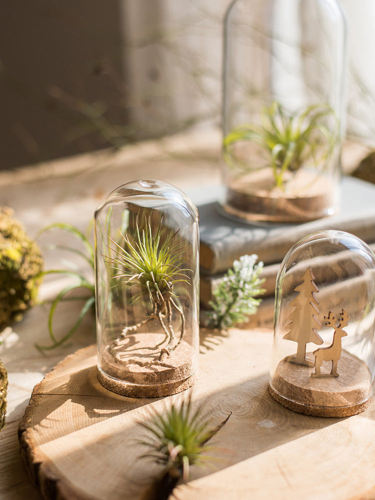 Dome Glass Display With Cork