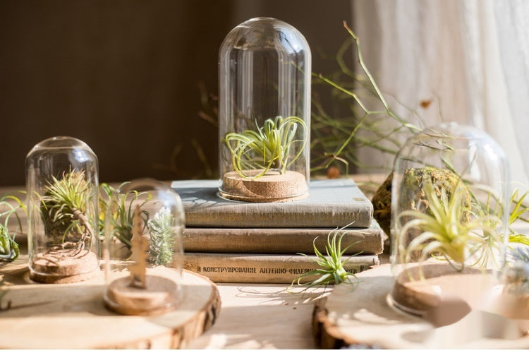 Dome Glass Display With Cork